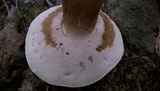 Tylopilus rubrobrunneus image
