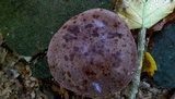 Tylopilus rubrobrunneus image