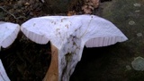 Tylopilus rubrobrunneus image