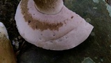 Tylopilus rubrobrunneus image