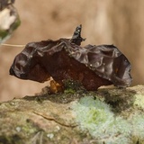 Exidia recisa image