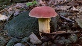 Boletus roodyi image