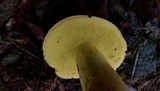 Boletus roodyi image