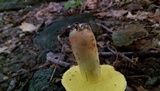 Boletus roodyi image