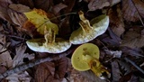 Boletus roodyi image