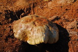 Boletus orovillus image