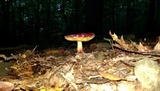 Boletus roodyi image