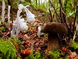 Tylopilus porphyrosporus image