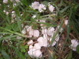 Termitomyces microcarpus image