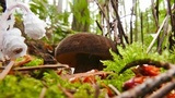 Tylopilus porphyrosporus image