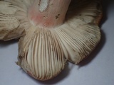 Russula xerampelina image