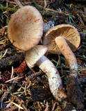 Inocybe hirsuta var. maxima image
