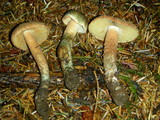 Inocybe hirsuta var. maxima image