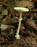 Amanita multisquamosa image