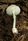 Amanita multisquamosa image