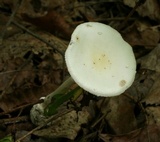 Amanita multisquamosa image