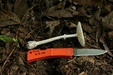 Amanita multisquamosa image