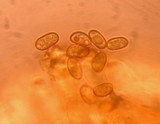 Inocybe hirsuta var. maxima image