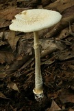 Amanita multisquamosa image