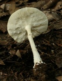Amanita multisquamosa image
