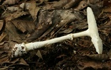 Amanita multisquamosa image