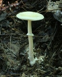 Amanita multisquamosa image