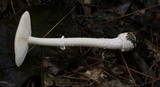 Amanita multisquamosa image