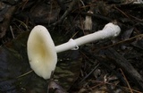 Amanita multisquamosa image