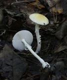 Amanita multisquamosa image