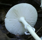 Amanita multisquamosa image