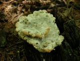 Fomitopsis spraguei image