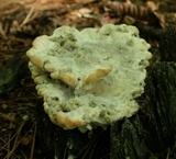 Fomitopsis spraguei image