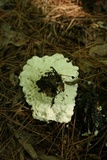 Fomitopsis spraguei image