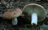Russula compacta image