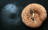 Russula compacta image