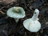 Russula parvovirescens image