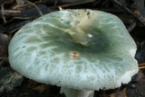 Russula parvovirescens image
