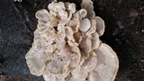 Meripilus sumstinei image