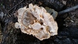 Meripilus sumstinei image