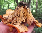 Byssomerulius corium image