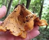 Byssomerulius corium image