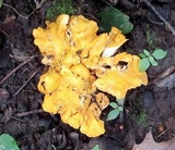 Byssomerulius corium image