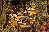 Flaviporus brownii image