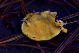 Flaviporus brownii image