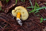 Tylopilus leucomycelinus image