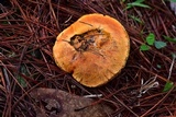 Tylopilus leucomycelinus image