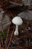 Amanita sect. Vaginatae image