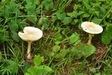 Amanita basii image
