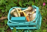 Amanita basii image