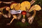 Amanita yema image
